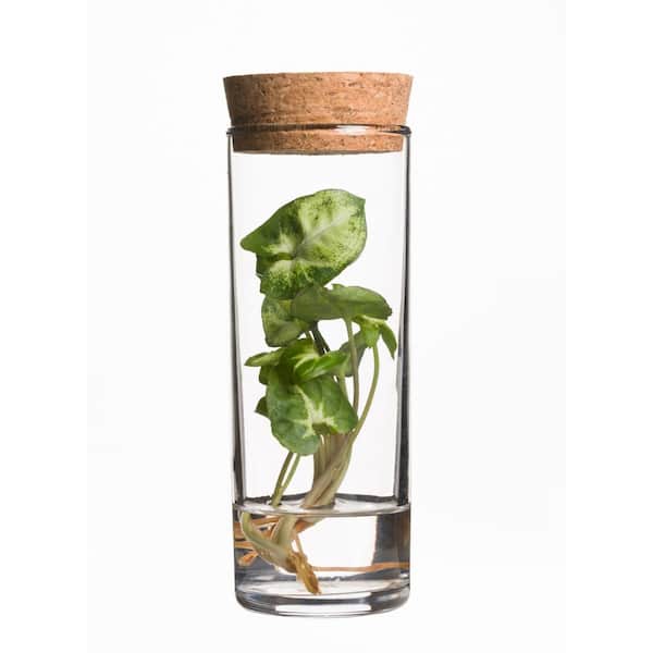 PROVEN WINNERS 6 in. leafjoy H2O Mini, Falling Arrows Syngonium Snow White (Podophyllum)-Arrowhead Vine Live Plant, Glass Vase (1-Pack)