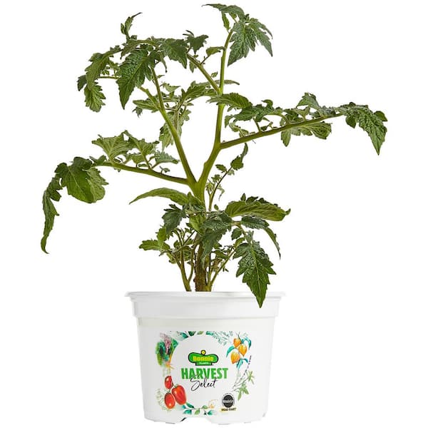 BONNIE PLANTS HARVEST SELECT 25 oz. Little Sicily Tomato Plant