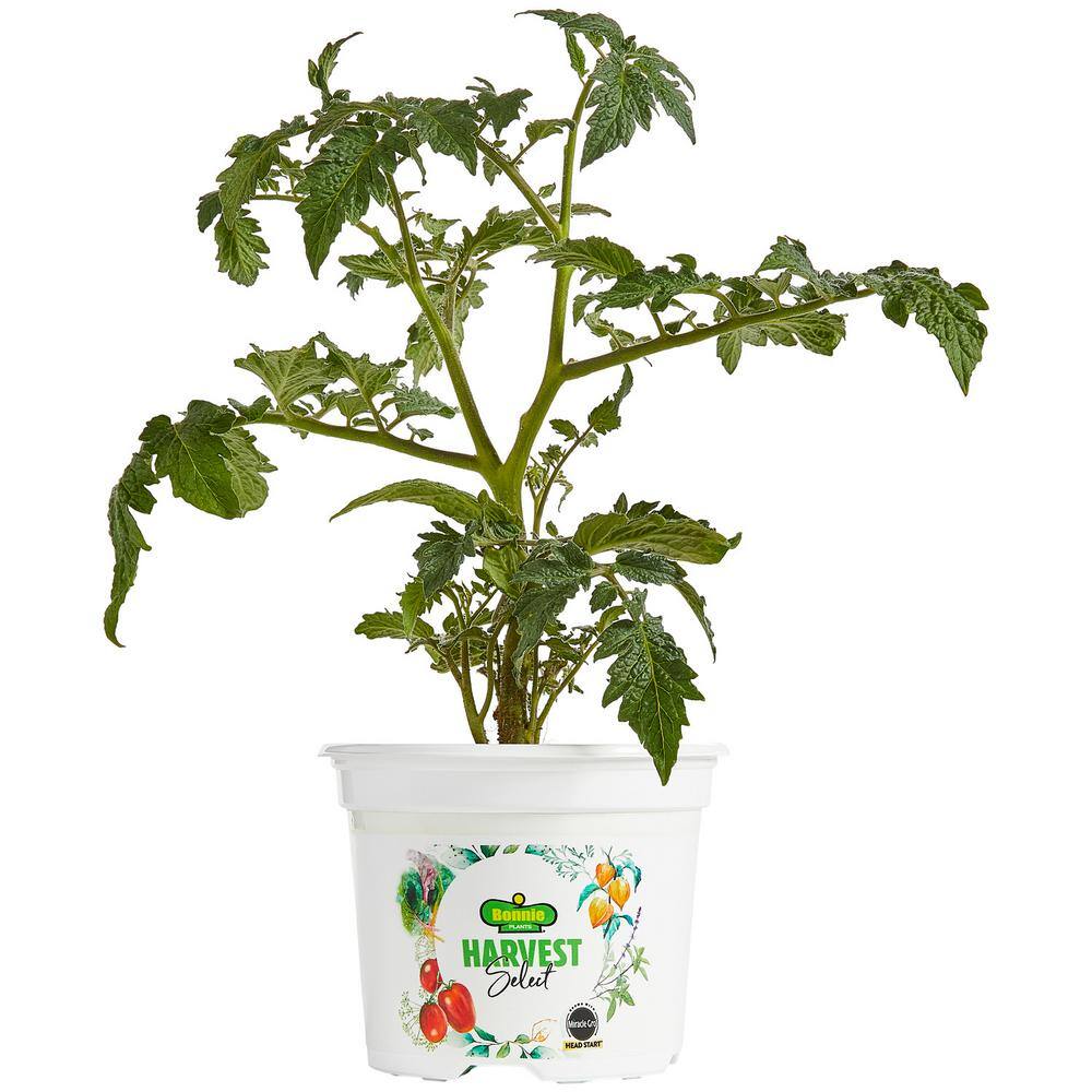 Bonnie Plants 25 oz. Harvest Select Little Napoli Patio Roma Tomato