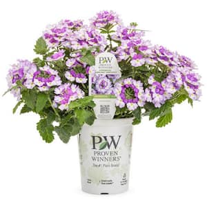 4.25 in. Superbena Sparkling Amythest (Verbena) Live Annual Plant with Purple and White Flowers (4-Pack)