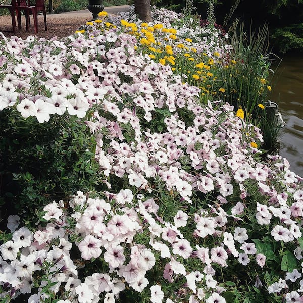 plant with rosemary Rosemary Plant | Rosemary Plant for Sale