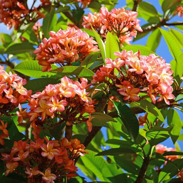 national PLANT NETWORK 1 gal. Plumeria Dusk Flower Plant