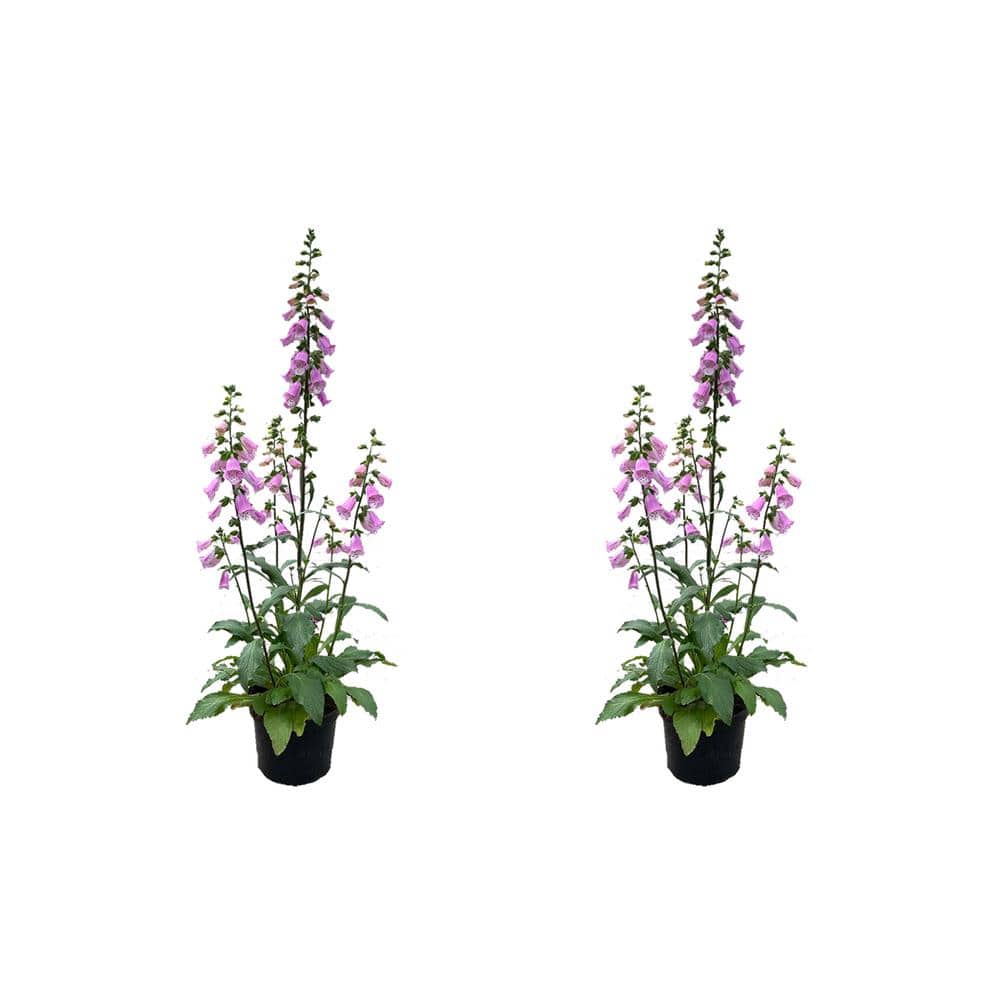 2.5 qt. Perennial Digitalis Pink (2-Pack)