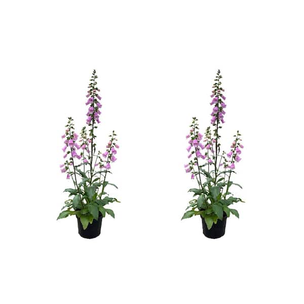 Unbranded 2.5 qt. Perennial Digitalis Pink (2-Pack)