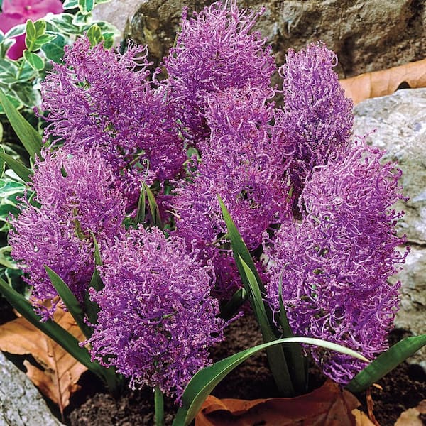 Van Bourgondien Feather Hyacinth Muscari Bulbs (25-Pack)