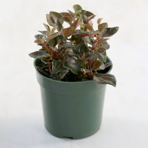 national PLANT NETWORK 4 in. Peperomia Metallica Plant in Grower