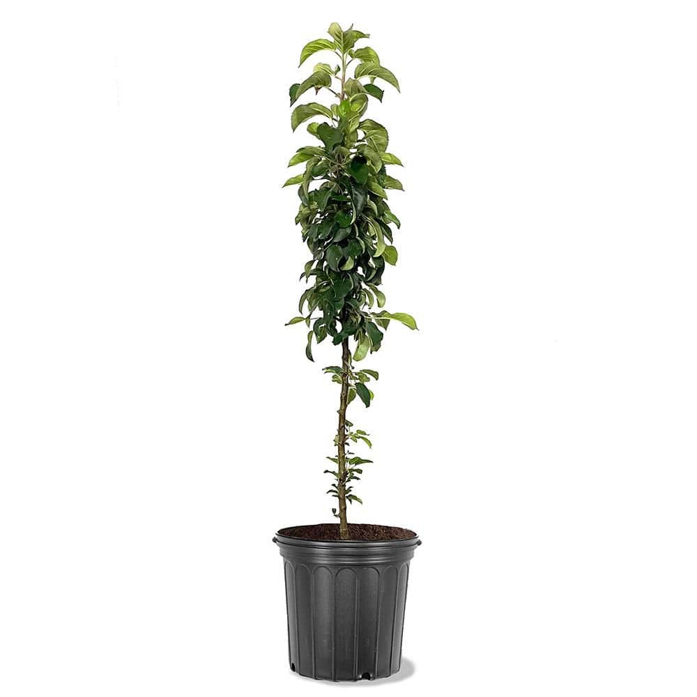 5 Gal. North Pole Apple Tree