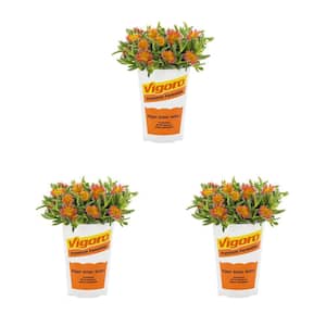 2 qt. Delosperma Ice Plant Ocean Orange Glow Perennial Plant (3-Pack)