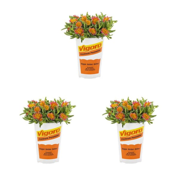 Vigoro 2 qt. Delosperma Ice Plant Ocean Orange Glow Perennial Plant (3-Pack)