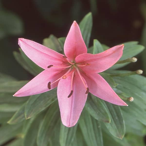 Unbranded #1 Pink Asiatic Lily Plant
