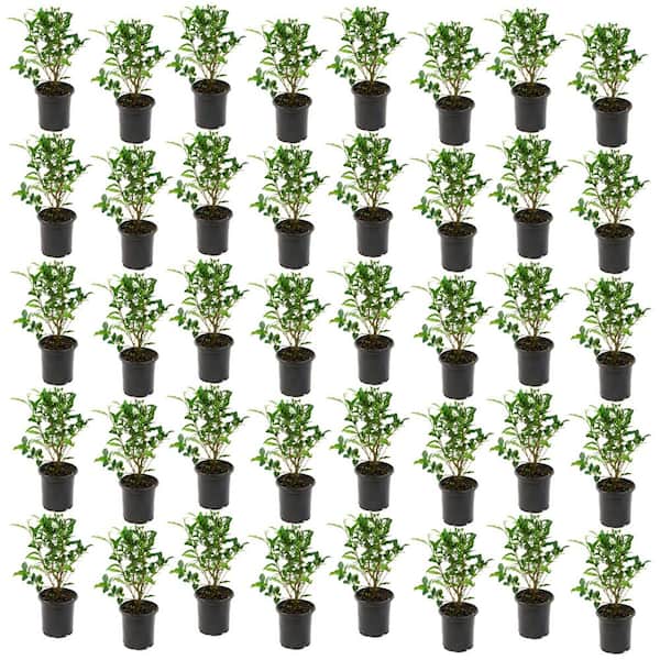 national PLANT NETWORK 1 gal. Brew-Tea-Ful Camelia Sinensis Shrub (40-Pack)