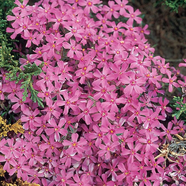 Unbranded 1 Qt. Creeping Red Phlox Plant