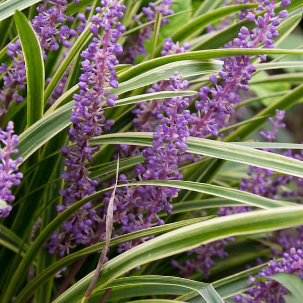 2.5 Qt. Variegated Liriope - Live Groundcover Grass