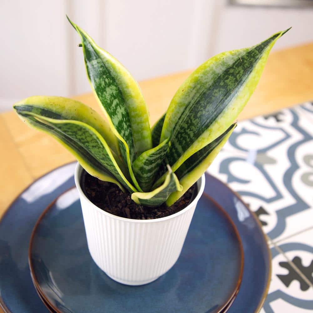Large Sansevieria Snake Plant in White Planter