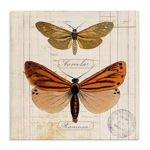 Stupell Industries Butterfly Latin Studies by Susan Arnot Unframed Animal Graphic Art Print 17 in. x 17 in.