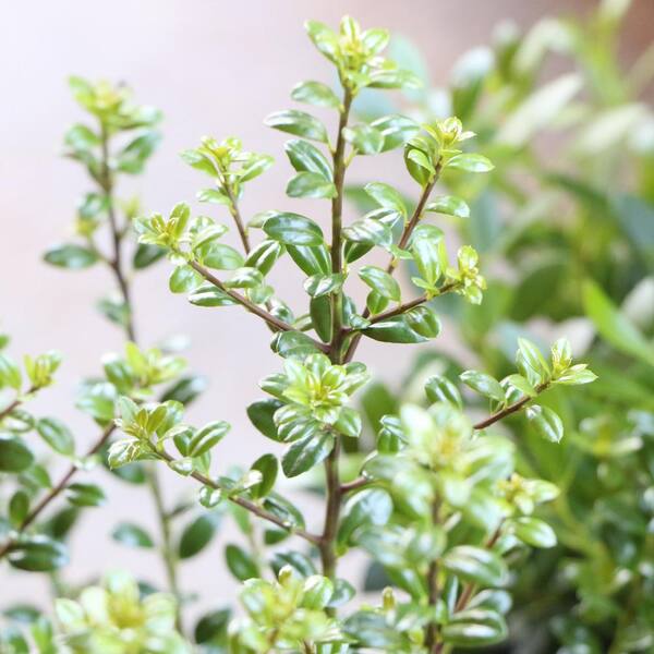 national PLANT NETWORK 2.25 Gal. Steeds Holly Shrub HD7152 - The