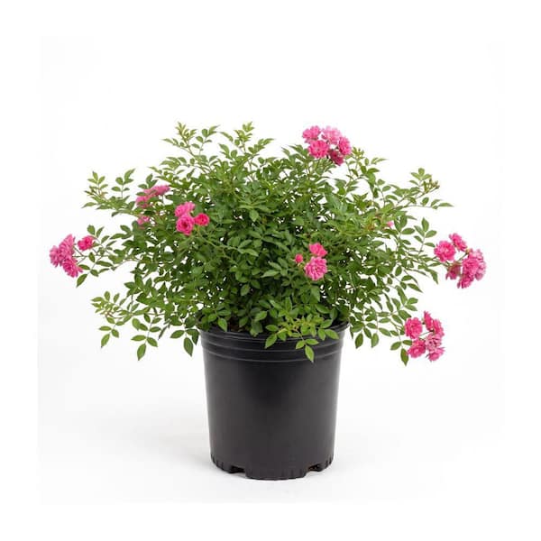 3 gal. Rose Peggy Martin Shrub with Pink Flowers
