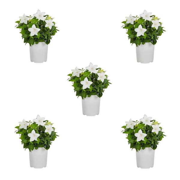 Vigoro 1.5 Pt. Platycodon Balloon Flower White Perennial Plant (5-Pack)