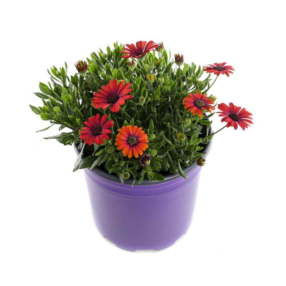 2.5 Qt. Osteospermum Zion Purple Sun African Daisy Plant