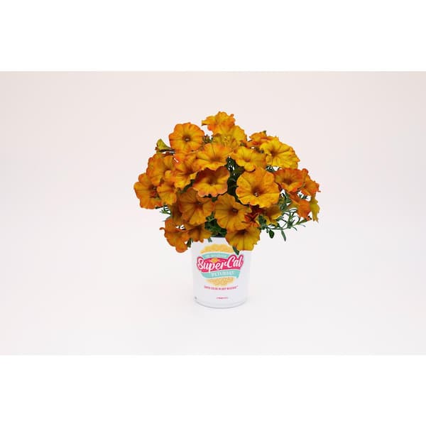 SUPERCAL 2.5 Qt. Sunset Orange Premium SuperCal Petunia Outdoor Annual Plant with Light Orange Flowers