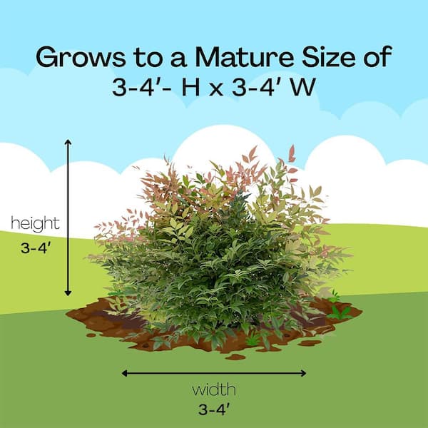 FIRST EDITIONS 2 Gal. Cool Glow Peach Nandina (Heavenly Bamboo