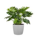 Philodendron Shangri La Live Indoor Outdoor Plant in 10 inch Premium Sustainable Ecopots White Grey Pot