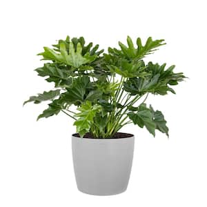 Philodendron Shangri La Live Indoor Outdoor Plant in 10 inch Premium Sustainable Ecopots White Grey Pot