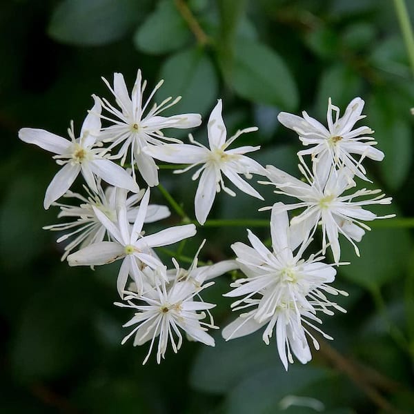 Clematis Sweet Autumn-3 Live Plants in 4 Inch Growers Pots-Clematis 'Sweet Autumn'-Beautiful White Flowering Vine