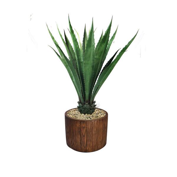 アガベ wild.color_plants Agave titanota [STUDS 5th] . 栽培環境-LED栽培 水やり-週1回