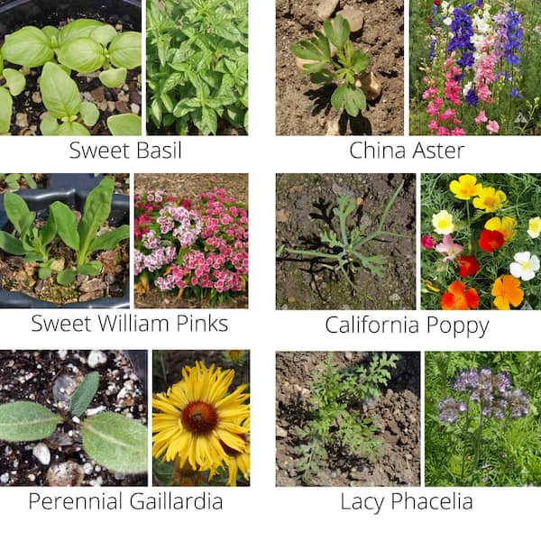 Warm Color Wildflower Seed Patches