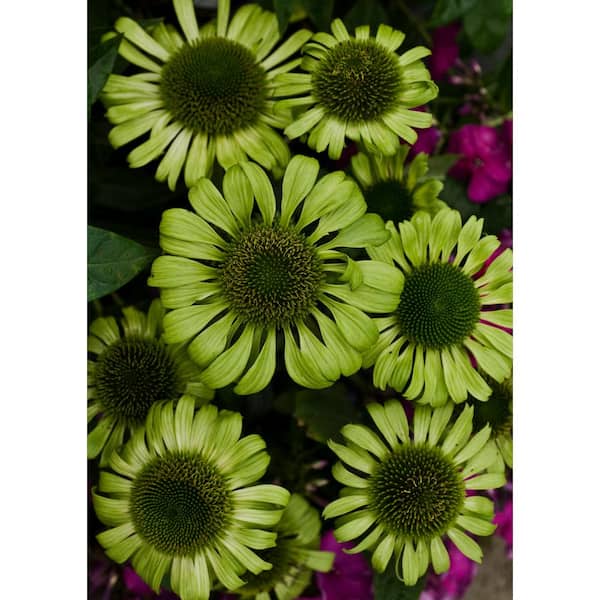 national PLANT NETWORK 3 in. Green Jewel Green Bloom Echinacea Plant (3Piece) HD7423 The Home