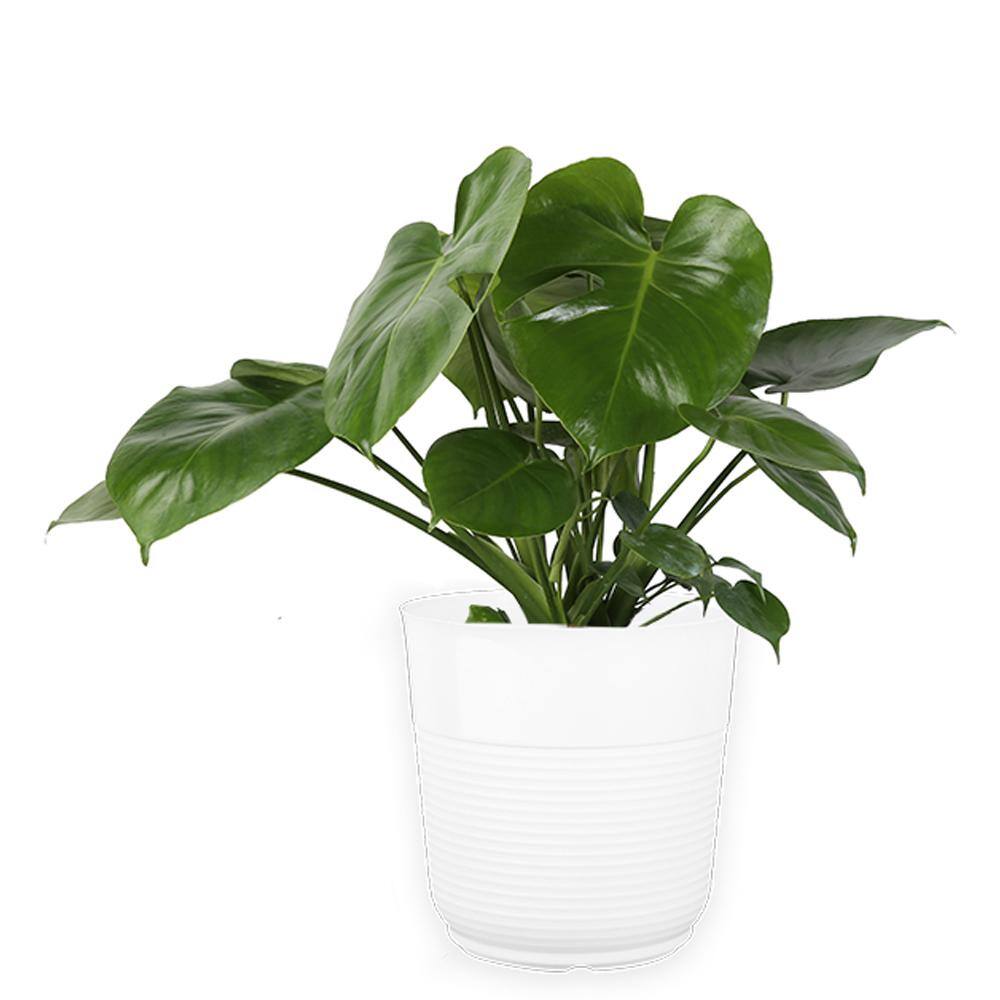 United Nursery Little Monstera Deliciosa Split Leaf Philodendron Swiss  Cheese Plant in 6 inch Premium Sustainable Pure White Pot MDELICIOSA6SHPW -  The Home Depot