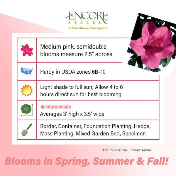 1 Gal. Autumn Carnival - Compact Re-Blooming Evergreen Shrub with Fluorescent Pink Blooms
