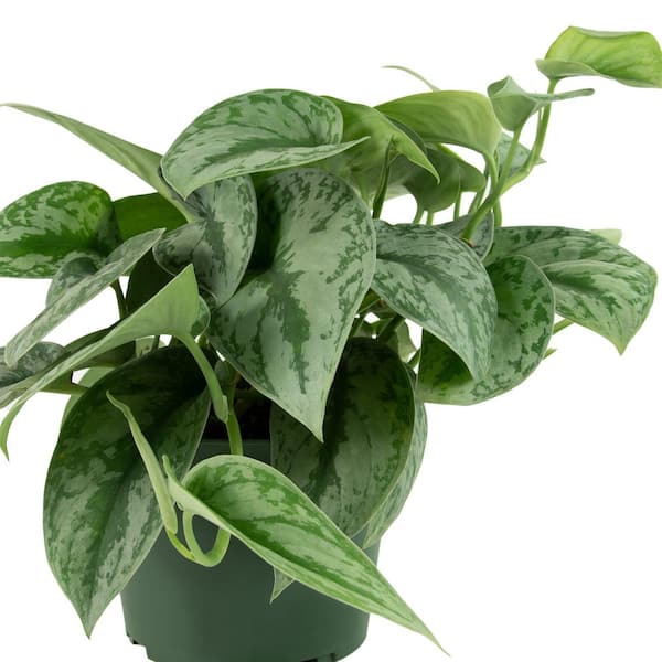 national PLANT NETWORK 4 in. Scindapsus Pictus Silver Satin Pothos Plant in  Grower Containers (3-Pack) HD2353 - The Home Depot