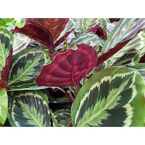 leafjoy Collection Calathea Medallion Live Indoor Plant in 7 in. Seagrass Pot, Avg Ship Height 8 in.