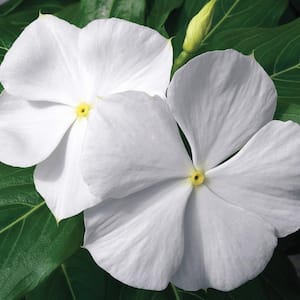 4 in.White Vinca Annual Live Plant, White Flowers (Pack of 6)