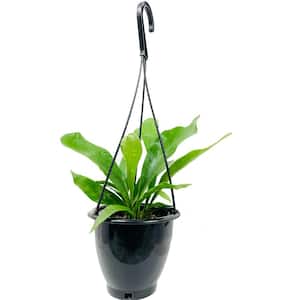 Staghorn Fern Hanging Basket Live Plant in 4 in. Hanging Pot Platycerium Bifurcatum Extremely Rare