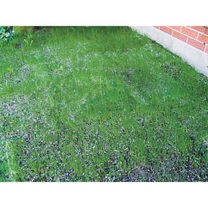 18 in. x 48 in. Turf Alive III Lawn Seed Mat with Rhizomes