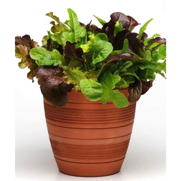 Bonnie Plants 19 oz. Gourmet Salad Lettuce Plant Kit-Red, Light Green, Dark Green Lettuce Leaves, Smooth and Fluffed