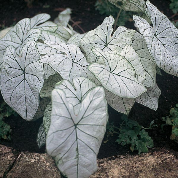 ALTMAN PLANTS #1 2.5 Qt. White and Cream Caladium Plant