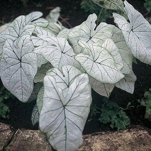 1 Gal. White Caladium Plant