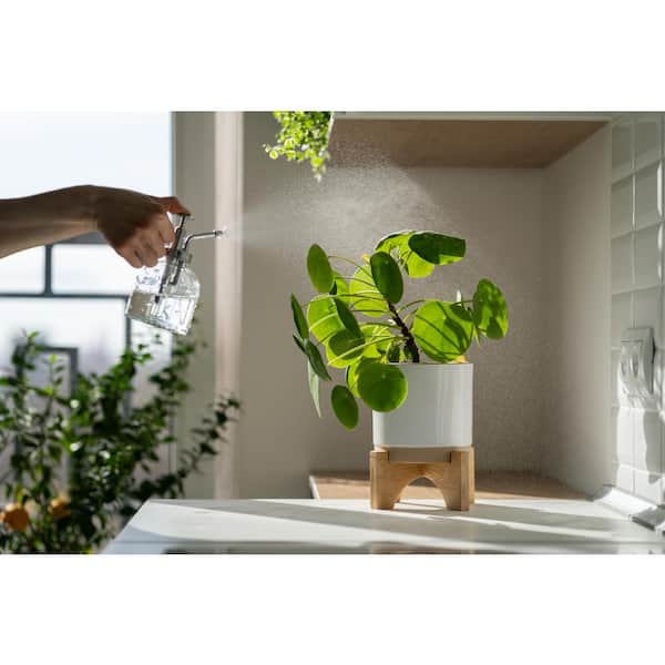 ALTMAN PLANTS 4.25 in. Chinese Money Plant (Pilea Peperomioides) Pet  Friendly Live Indoor Houseplant in Grower Pot 0881587 - The Home Depot