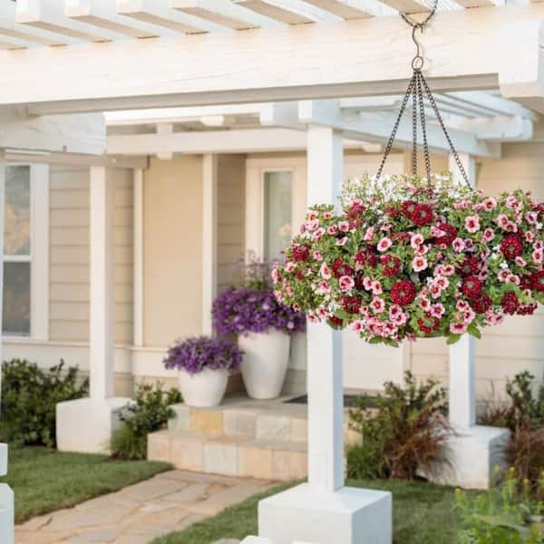 Proven Winners 4.25 in. Eco+ Grande Superbells Strawberry Punch