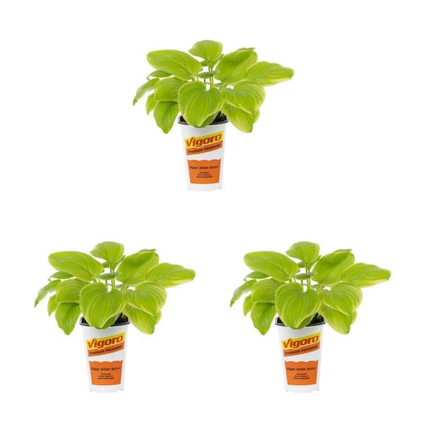 Vigoro 2 qt. Hosta Plantain Lily Frozen Margarita Variegated Green Perennial Plant (3-Pack)