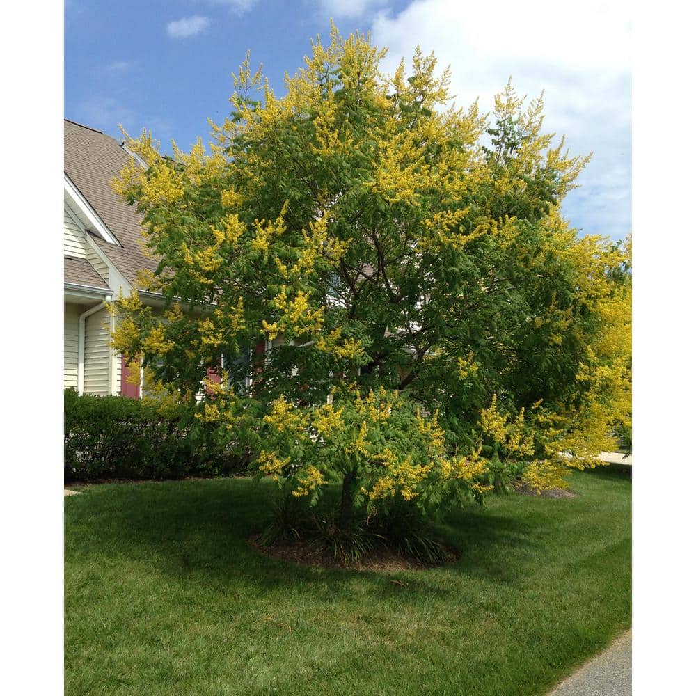 Golden Rain Tree with Yellow Blossoms in 10-Inch Container