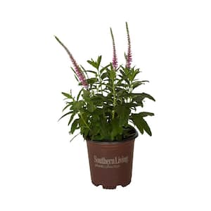 2.5 Qt. Pink Moody Blues Veronica Live Perennial Plant with Soft Pink Flower Spikes from Spring to Fall
