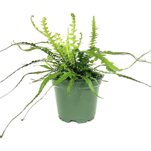 Dragon Tail Fern-Live Plant in a 4 Inch Pot-Asplenium Ebinoides-Rare and Exotic Ferns from Florida
