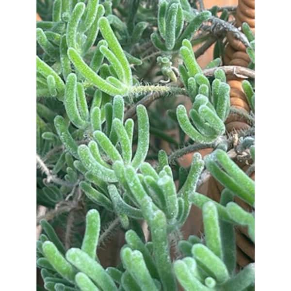 Unbranded Pink Ice Plant Pink Blossom Color, Succulent Plant Suitable for Spring Summer Fall
