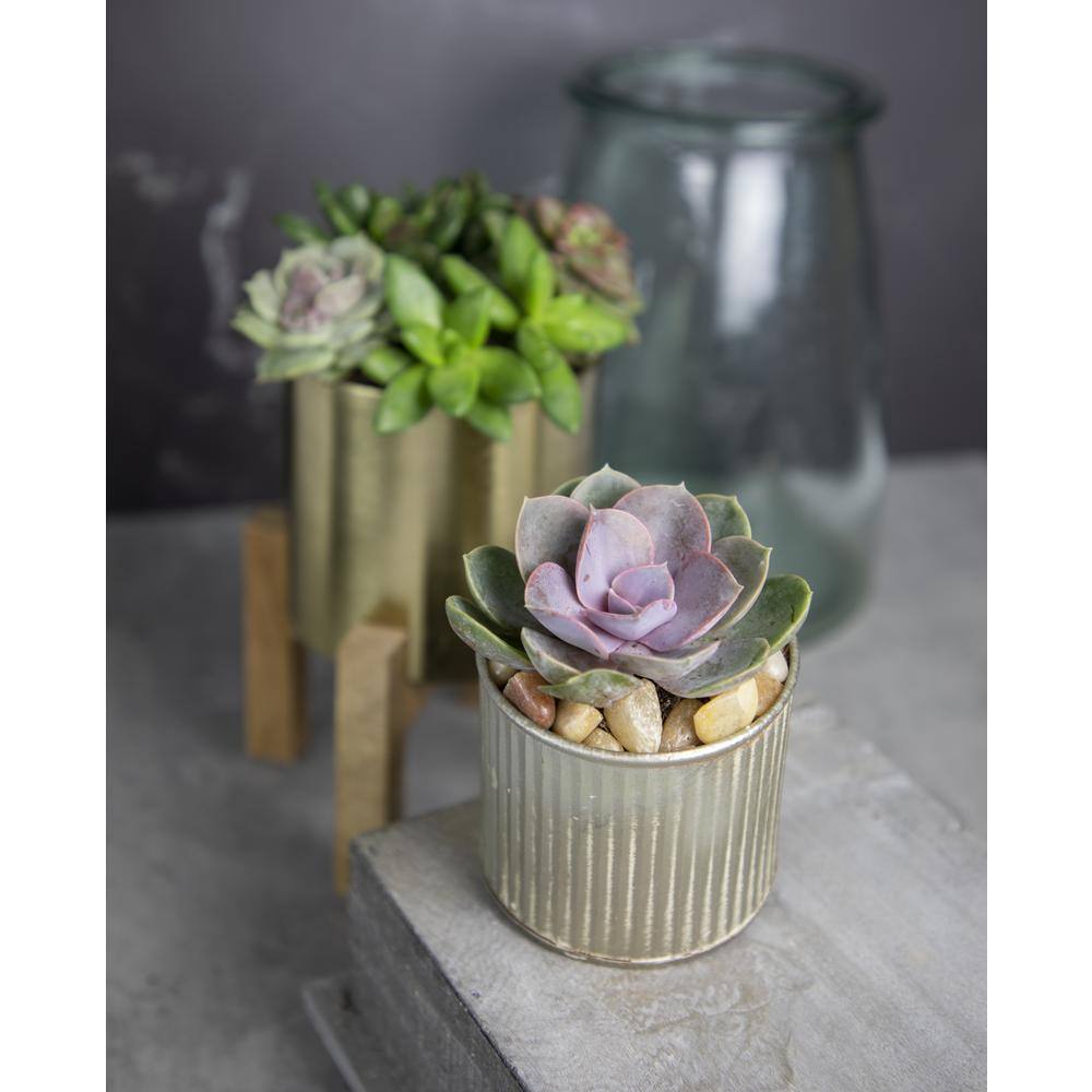 6-Pack Multicolor Mini Succulents in Plastic Pots for Indoor/Outdoor Decor
