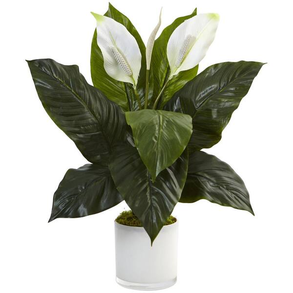 buy indoor snake plant Snake Plant 'Starlight' main image 0